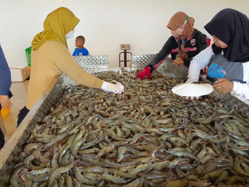 Hasil panen parsial di tambak udang vaname Shrimp Estate di Desa Sei Raja, Kabupaten Sukamara. (Foto: mmc kalteng)